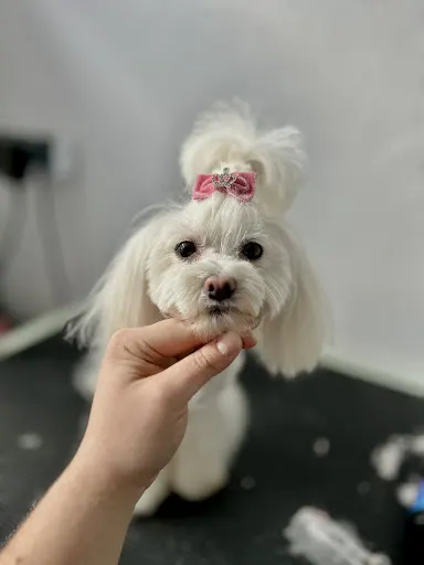 Rozmerdane Studio Groomingowe